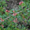 Cotoneaster Tom Thumb #2 - Image 2